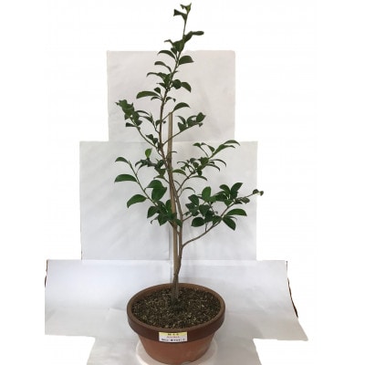 福の山・榊(サカキ):苗木(1鉢):80cm(福山市)