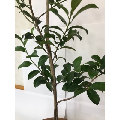 福の山・榊(サカキ):苗木(1鉢):80cm(福山市)