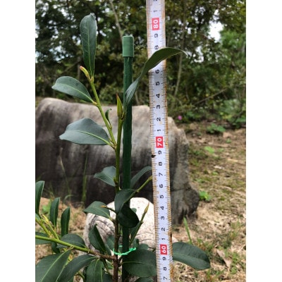 福の山・榊(サカキ):苗木(1鉢):80cm(福山市)