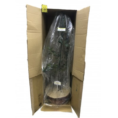 福の山・榊(サカキ):苗木(1鉢):80cm(福山市)