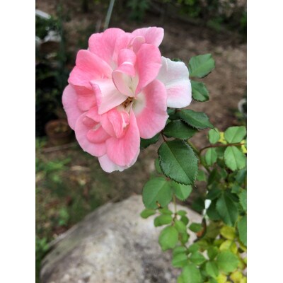 薔薇(ミニバラ苗木):スマイルふくやま・1ポット(福山市)