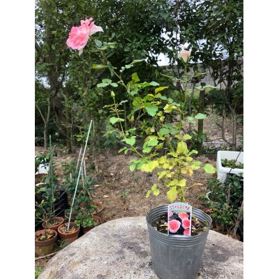 薔薇(ミニバラ苗木):スマイルふくやま・1ポット(福山市)