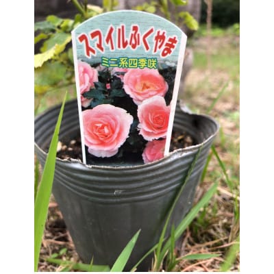 薔薇(ミニバラ苗木):スマイルふくやま・1ポット(福山市)