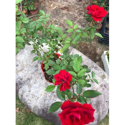 薔薇(ミニバラ苗木):ラブリーふくやま・1ポット(福山市)