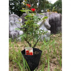 薔薇(ミニバラ苗木):チャーミーふくやま・1ポット(福山市)