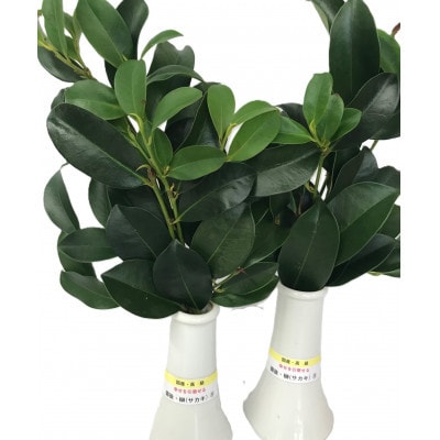【毎月定期便】備後・榊(サカキ)切り枝　1束サイズ1セット(2束入り)全2回