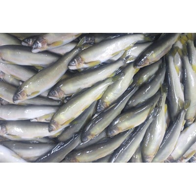 【鮎の甘露煮】無憂舘 鮎の甘露煮 桐箱入り 450g