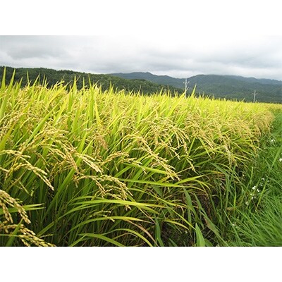 【毎月定期便】【北海道八雲町熊石産】ゆめぴりか5kg(精白米) 全6回