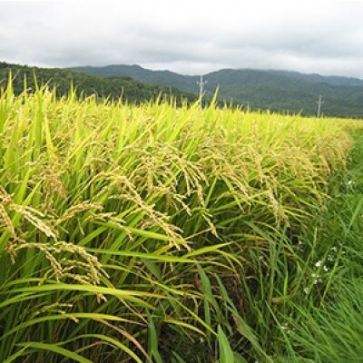 【毎月定期便】【北海道八雲町熊石産】ゆめぴりか10kg(精白米)全3回