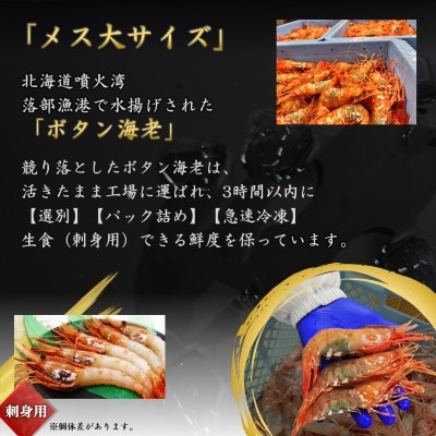 【数量限定】ボタン海老 大サイズ 約600g(約300g×2) 北海道八雲町産 卵あり 刺身用