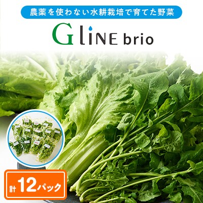 G Line brio レタス12パックセット