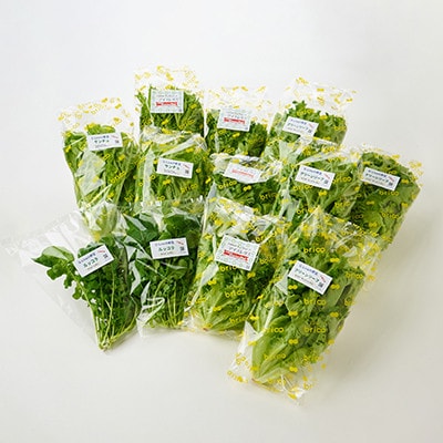 【毎月定期便】G Line brio レタス12パックセット全2回