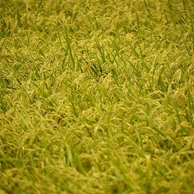 令和3年産　岐阜コシヒカリ10kg