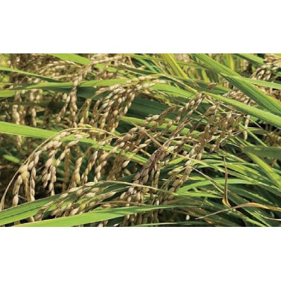 関ケ原町中挟地区限定米 コシヒカリ 精米 3kg