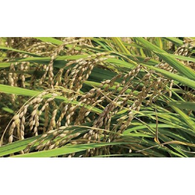 関ケ原町中挟地区限定米 コシヒカリ 精米 5kg