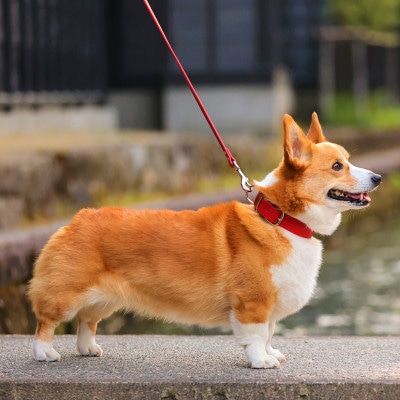 【本革】中型犬用　首輪　マイスタープラス　レザーカラー　カーキ　#24