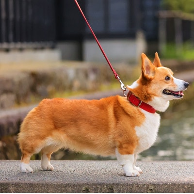 【本革】中型犬用　首輪　マイスタープラス　レザーカラー　オレンジ　#24