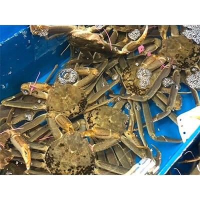 兵庫県香住産 釜茹で松葉ガニ2~3匹入(約1kg)