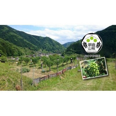 朝倉山椒の実山椒(500g)