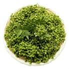 朝倉山椒の実山椒　300g×1