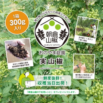 朝倉山椒の実山椒　300g×1