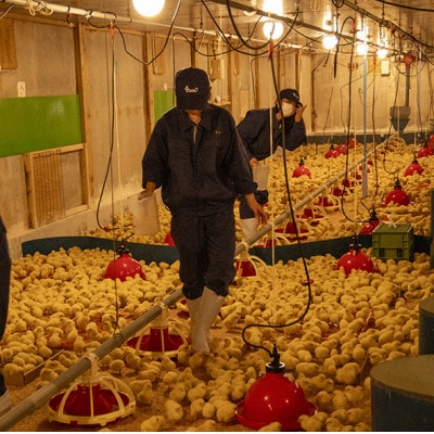 高校生が愛情を注いで育てた「但農どり」ささみ肉 1kg