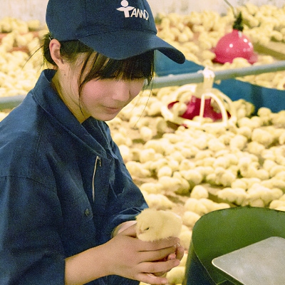 高校生が愛情を注いで育てた「但農どり」ささみ肉 1kg