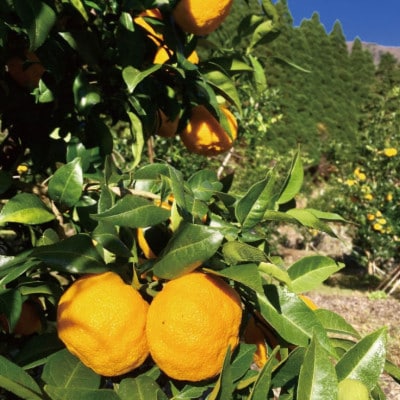 天滝ゆずのマーマレード(3本セット)