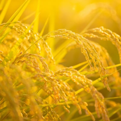 令和7年産新米・2025年9月以降発送【ブランド別格米30kg】