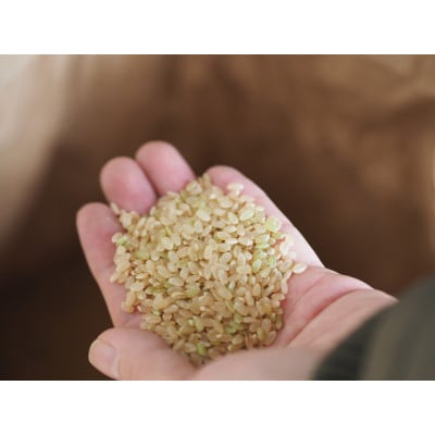 【令和7年産】 寺田さん家の八鹿豚米 コシヒカリ 玄米 10kg