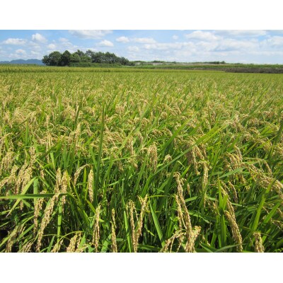 【兵庫県産】アムナックの純米酒「能座ほまれ」720ml×2本