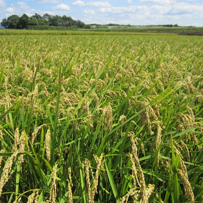 【兵庫県産】アムナックの純米酒「能座ほまれ」720ml×2本