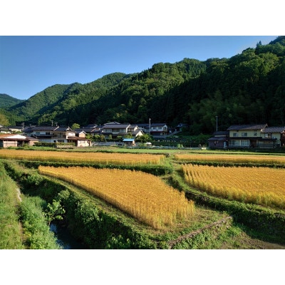 自家栽培・挽きたて小麦の天然酵母パンセット