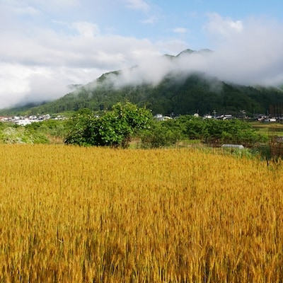 自家栽培・挽きたて小麦の天然酵母パンセット