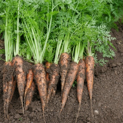 【発送月固定定期便】【6～12月】但馬の旬をお届け!採れたて野菜セット全7回