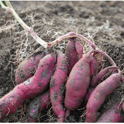 【発送月固定定期便】【6～12月】但馬の旬をお届け!採れたて野菜セット全7回