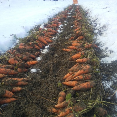 人参ジュース1本セット(養父市産・有機人参使用)