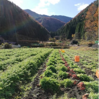 人参ジュース1本セット(養父市産・有機人参使用)