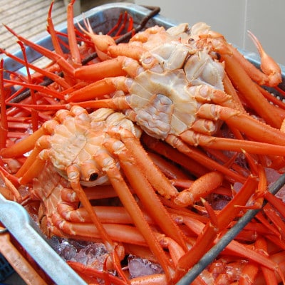 香住がに　おまかせセット　約2.5kg(3～6枚)