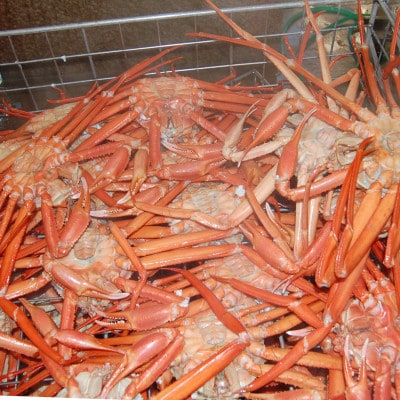 香住がに　おまかせセット　約2.5kg(3～6枚)