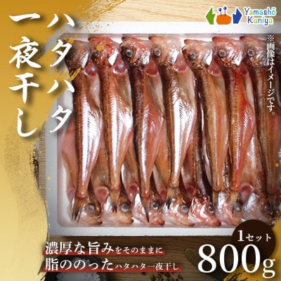 【やさしい味わいの】一夜干し　ハタハタ 　約800g 1セット