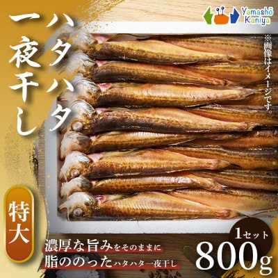 【食べ応えのある】【特大】一夜干し　ハタハタ 　約800g 1セット