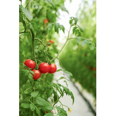 【産地直送】トマト(約1.3kg) 箱 うふふの実 高糖度フルーツトマト　アイメック【常温】