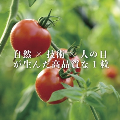 【産地直送】トマト(約1.3kg) 箱 うふふの実 高糖度フルーツトマト　アイメック【常温】