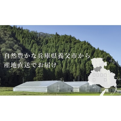 【産地直送】トマト(約1.3kg) 箱 うふふの実 高糖度フルーツトマト　アイメック【常温】