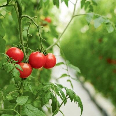 【産地直送】トマト(約3.0kg) 箱 うふふの実 高糖度フルーツトマト　アイメック【常温】