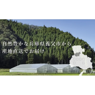 【産地直送】トマト(約3.0kg) 箱 うふふの実 高糖度フルーツトマト　アイメック【常温】