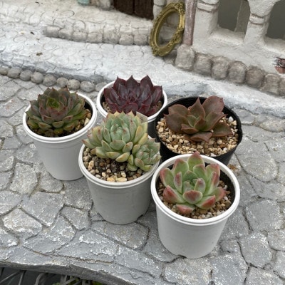 種類はおまかせ!多肉植物の苗セット(5種類アソート)