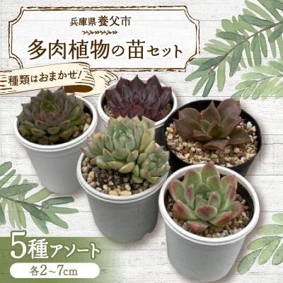 種類はおまかせ!多肉植物の苗セット(5種類アソート)