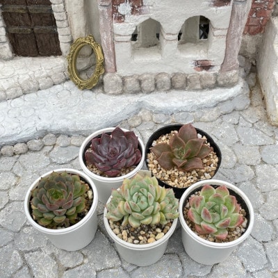 種類はおまかせ!多肉植物の苗セット(5種類アソート)